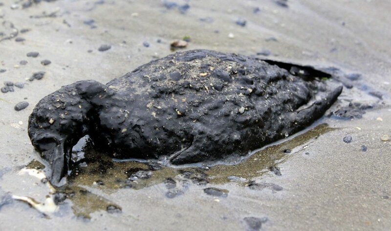 30 страшных кадров, напоминающих о том, как человек издевается над природой (31 фото)