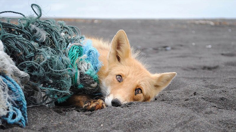 30 страшных кадров, напоминающих о том, как человек издевается над природой (31 фото)