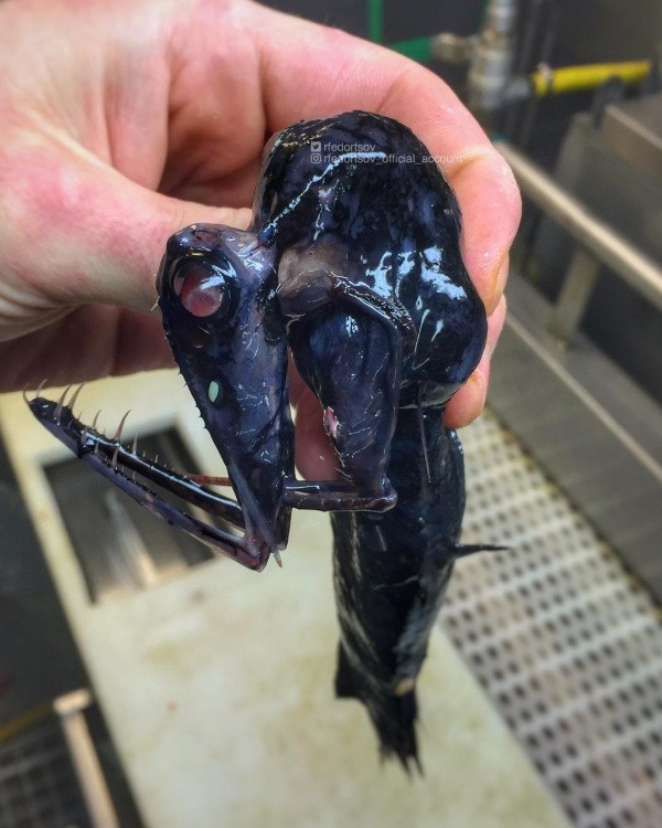 Чудища морских глубин (30 фото)