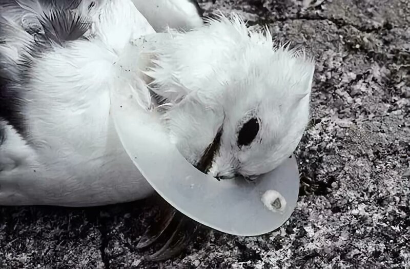 30 страшных кадров, напоминающих о том, как человек издевается над природой (31 фото)