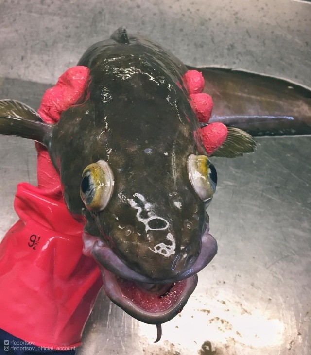 Чудища морских глубин (30 фото)