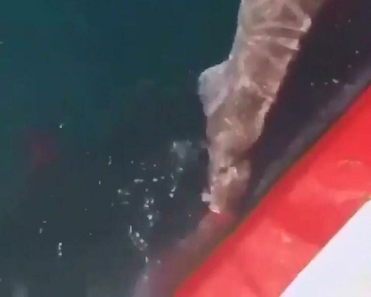 Рыбаки отрезали хвост акуле и оставили её умирать. Джейсон Момоа назвал их «чистым злом» (8 фото + 1 видео) Рыбаки отрезали хвост акуле и оставили её умирать. Джейсон Момоа назвал их «чистым злом» (8 фото + 1 видео)