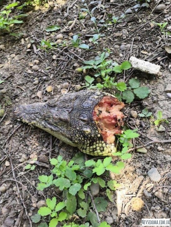 В Симферополе нашли 2 отрезанные головы крокодилов (5 фото)