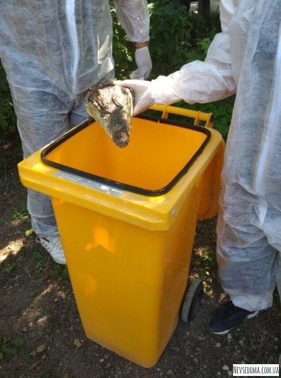 В Симферополе нашли 2 отрезанные головы крокодилов (5 фото)