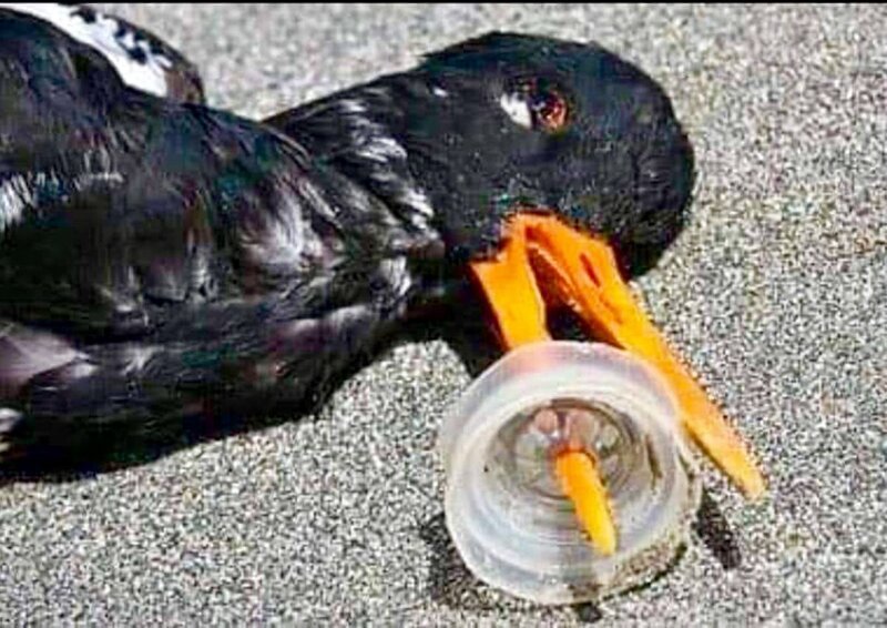 30 страшных кадров, напоминающих о том, как человек издевается над природой (31 фото)