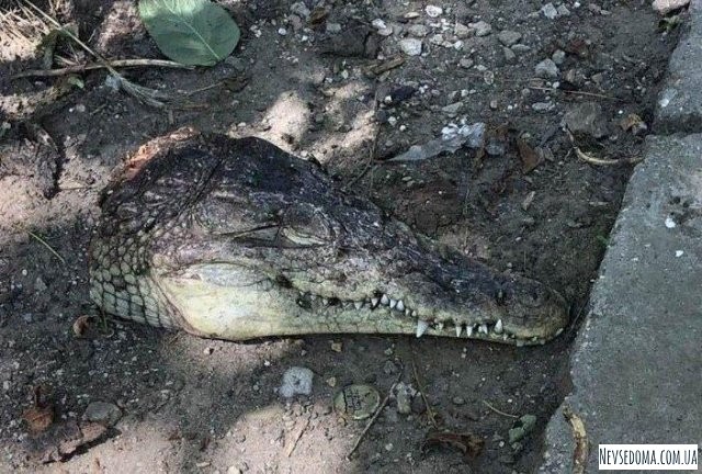 В Симферополе нашли 2 отрезанные головы крокодилов (5 фото)