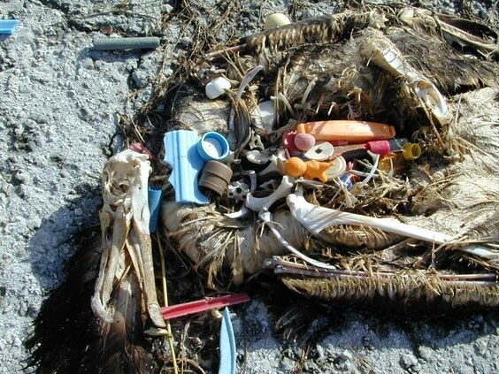 30 страшных кадров, напоминающих о том, как человек издевается над природой (31 фото)