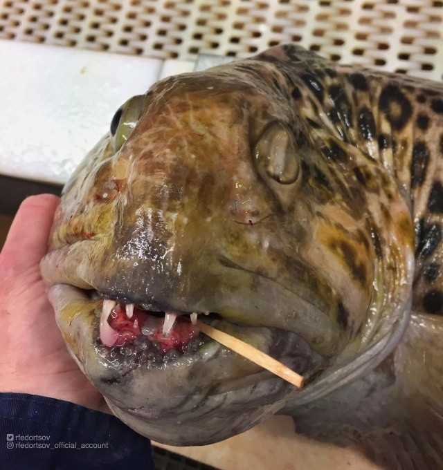 Чудища морских глубин (30 фото)