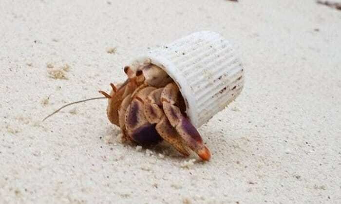 30 страшных кадров, напоминающих о том, как человек издевается над природой (31 фото)