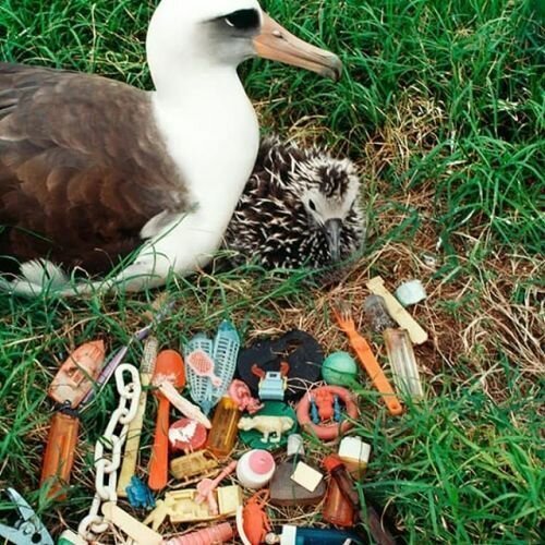 30 страшных кадров, напоминающих о том, как человек издевается над природой (31 фото)