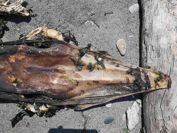 Загадочное существо с «зубастым» хвостом вынесло на побережье (3 фото)
