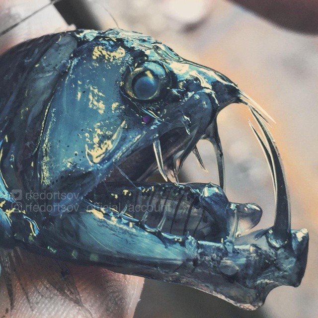 Чудища морских глубин (30 фото)