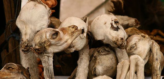 "Рынок ведьм" в кратере потухшего вулкана на высоте 3000 метров (15 фото)