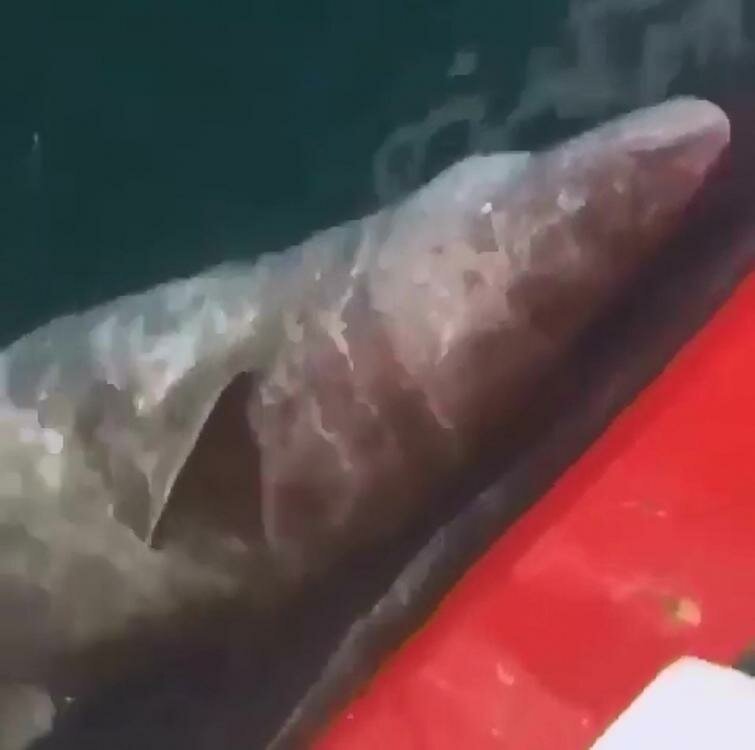 Рыбаки отрезали хвост акуле и оставили её умирать. Джейсон Момоа назвал их «чистым злом» (8 фото + 1 видео) Рыбаки отрезали хвост акуле и оставили её умирать. Джейсон Момоа назвал их «чистым злом» (8 фото + 1 видео)