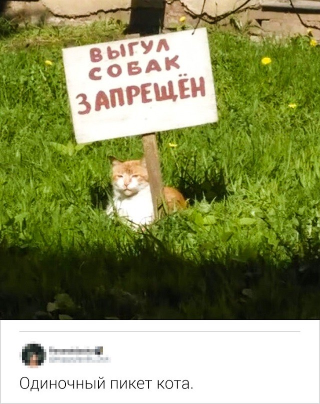 Новая порция юморесок и острот с просторов сети (17 скриншотов)