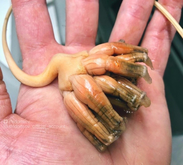 Чудища морских глубин (30 фото)