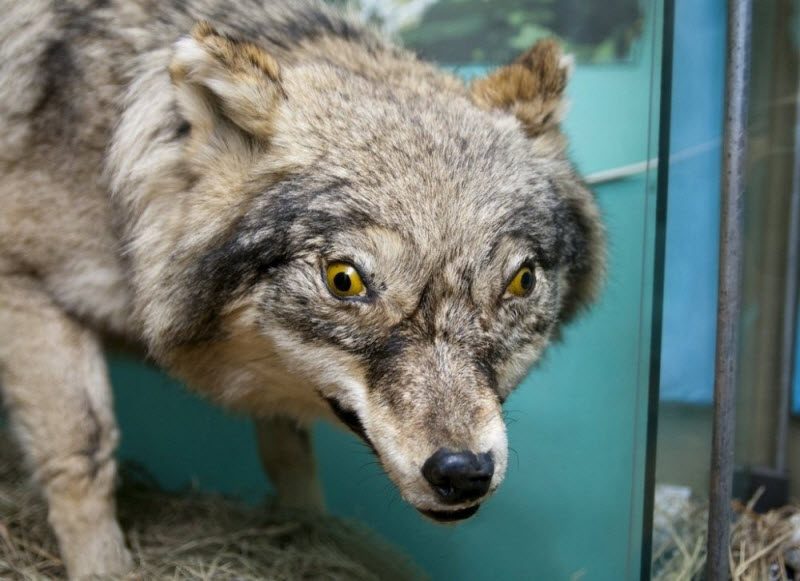 WTF: что тут происходит? (39 фото)