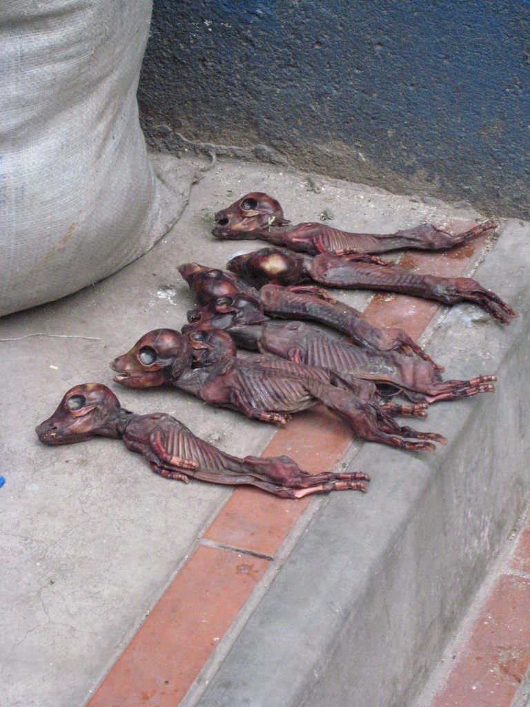 "Рынок ведьм" в кратере потухшего вулкана на высоте 3000 метров (15 фото)