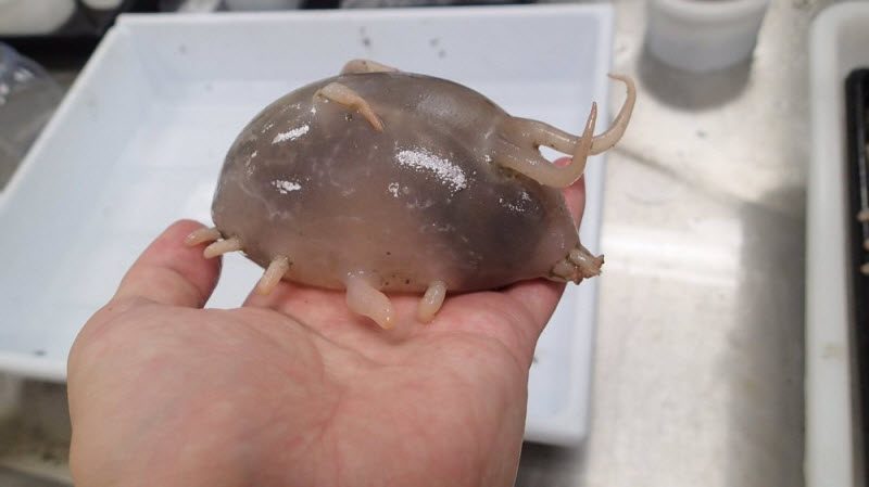 WTF: что тут происходит? (39 фото)