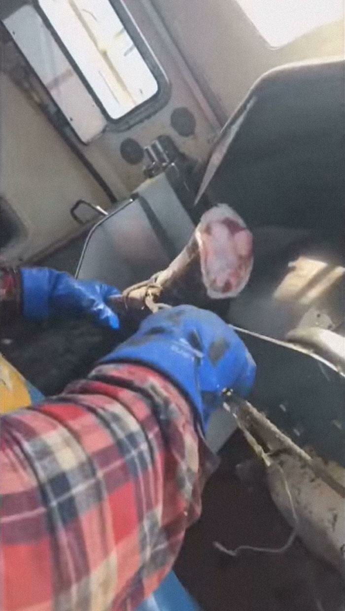 Рыбаки отрезали хвост акуле и оставили её умирать. Джейсон Момоа назвал их «чистым злом» (8 фото + 1 видео) Рыбаки отрезали хвост акуле и оставили её умирать. Джейсон Момоа назвал их «чистым злом» (8 фото + 1 видео)