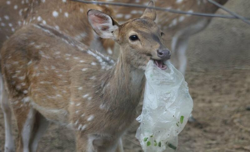 30 страшных кадров, напоминающих о том, как человек издевается над природой (31 фото)