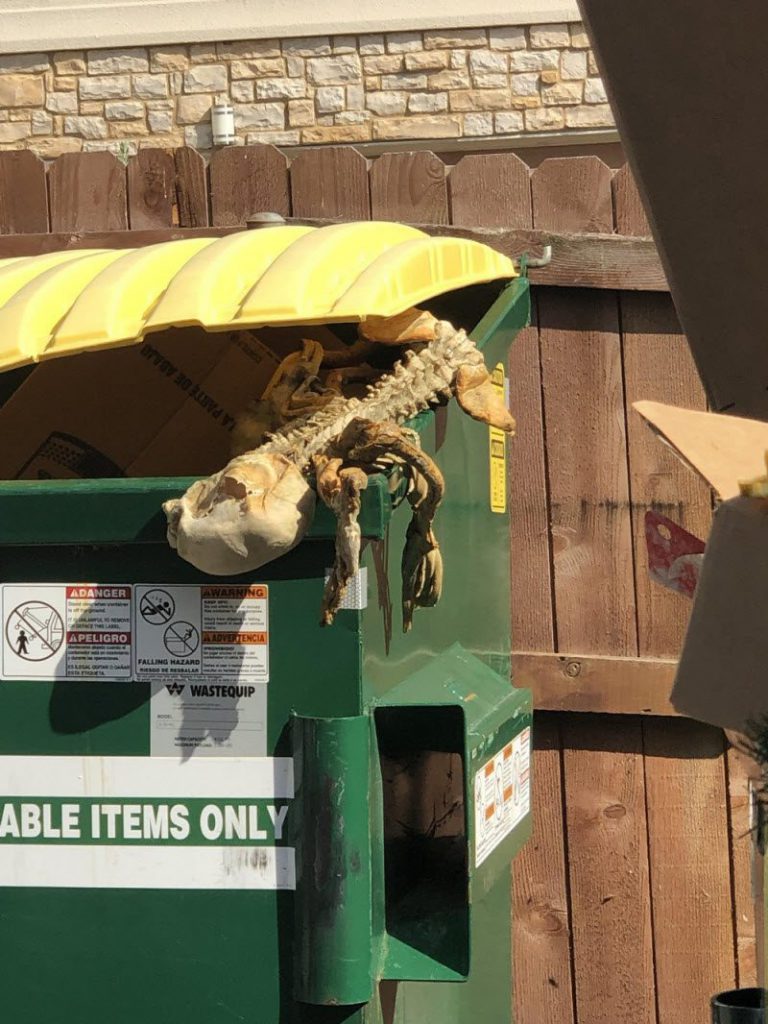 WTF: что тут происходит? (39 фото)