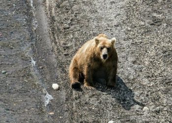 Житель Тывы в одиночку отбился от медведя, откусив ему язык (3 фото)