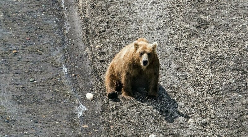 Житель Тывы в одиночку отбился от медведя, откусив ему язык (3 фото)