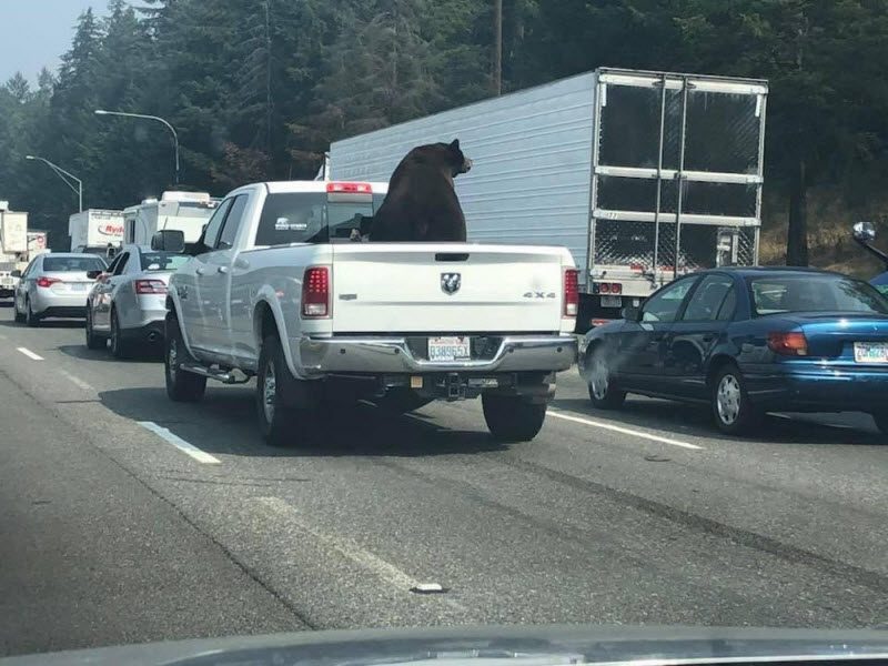 WTF: что тут происходит? (39 фото)