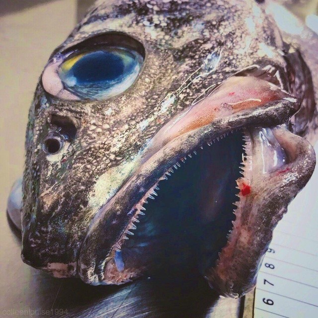 Чудища морских глубин (30 фото)