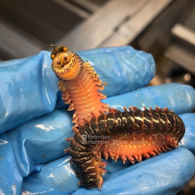 Чудища морских глубин (30 фото)