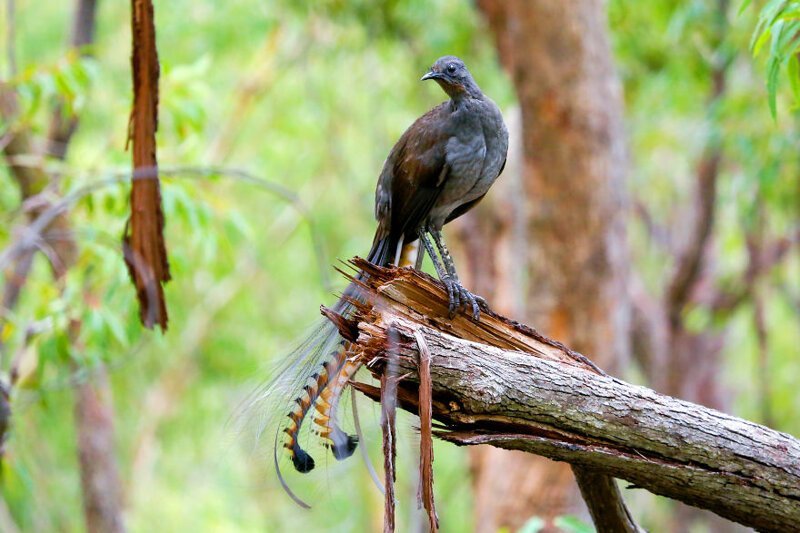 Австралийский лирохвост - птица, которая может имитировать практически любой звук (7 фото + 2 видео)