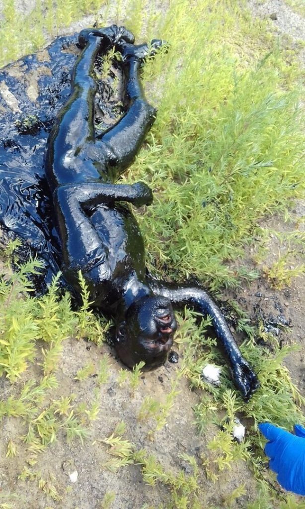 Врачи отчистили и спасли провалившегося в битум жителя Павловска (8 фото) Врачи отчистили и спасли провалившегося в битум жителя Павловска (8 фото)