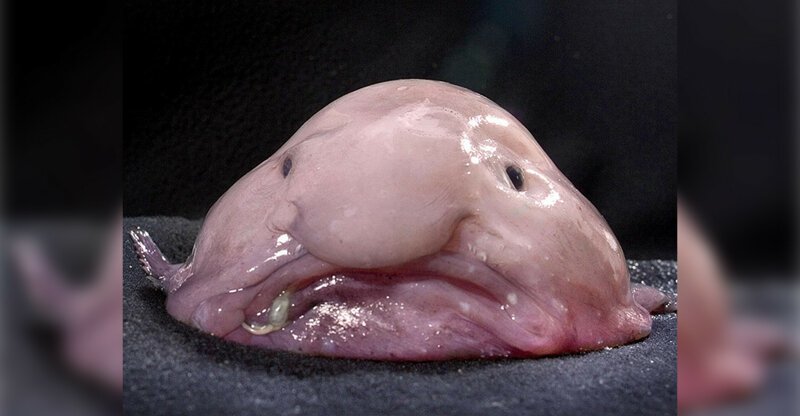 Рыба-капля: Зверь, познавший всю тяжесть бытия (4 фото) Рыба-капля: Зверь, познавший всю тяжесть бытия (4 фото)