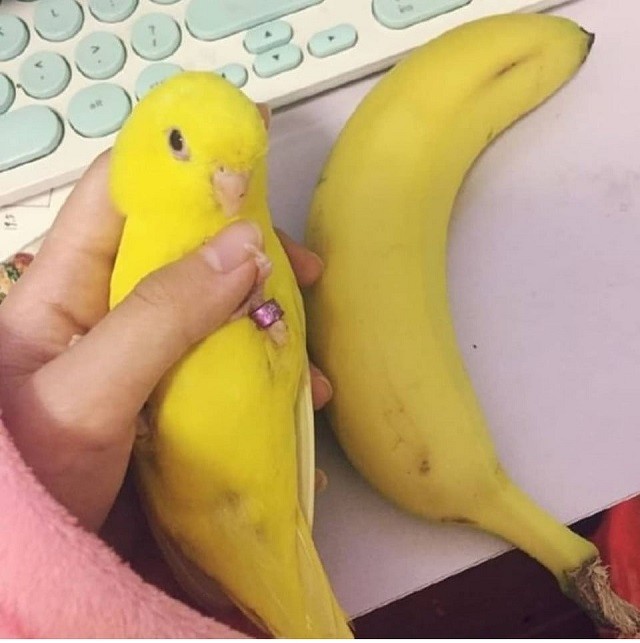 Подборка аппетитных, но совершенно несъедобных вещей (23 фото)