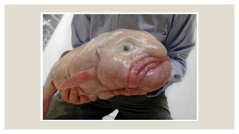 Рыба-капля: Зверь, познавший всю тяжесть бытия (4 фото) Рыба-капля: Зверь, познавший всю тяжесть бытия (4 фото)