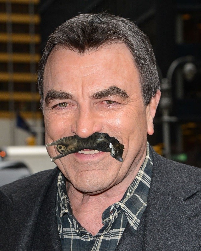 Кот и игрушечная обезьянка запустили новый масштабный фотошоп-батл в соцсетях (12 фото)