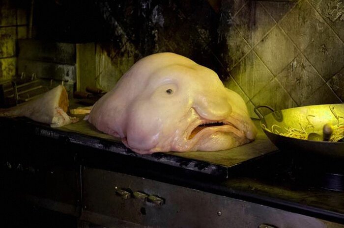 Рыба-капля: Зверь, познавший всю тяжесть бытия (4 фото) Рыба-капля: Зверь, познавший всю тяжесть бытия (4 фото)