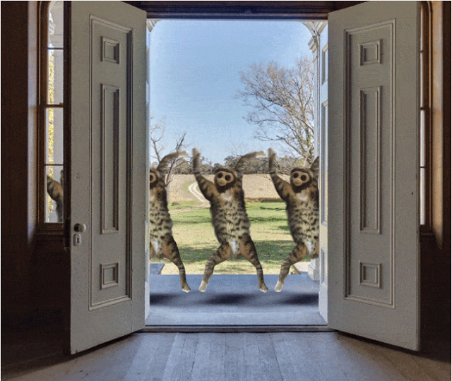 Кот и игрушечная обезьянка запустили новый масштабный фотошоп-батл в соцсетях (12 фото)