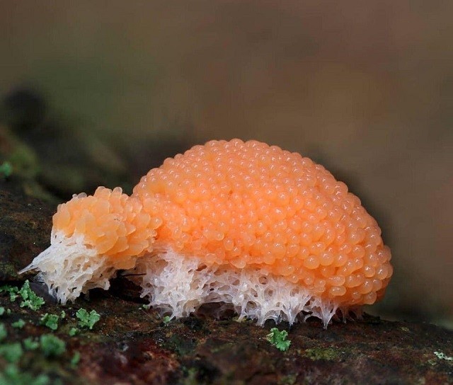 Подборка аппетитных, но совершенно несъедобных вещей (23 фото)