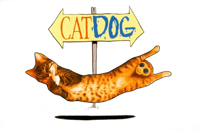 Кот и игрушечная обезьянка запустили новый масштабный фотошоп-батл в соцсетях (12 фото)