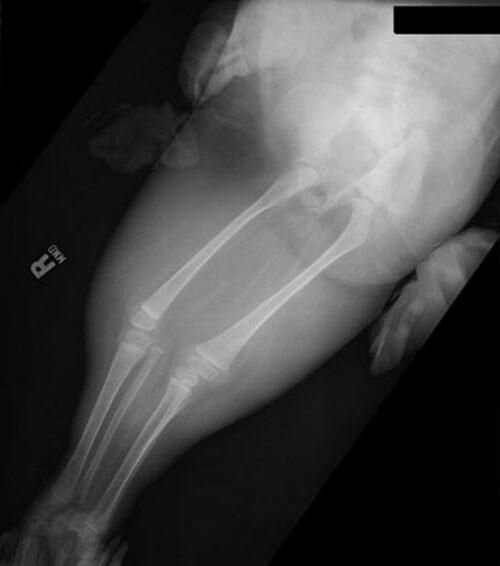 Девочке-русалке было 10 лет (6 фото)