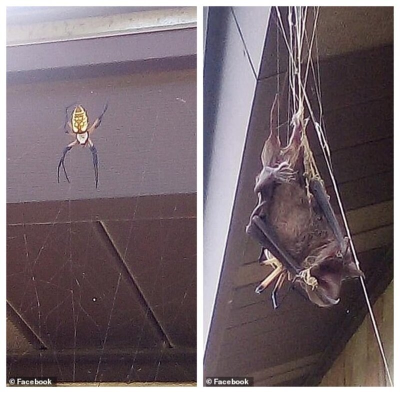 Гигантский паук поймал в свои сети летучую мышь (7 фото) Гигантский паук поймал в свои сети летучую мышь (7 фото)