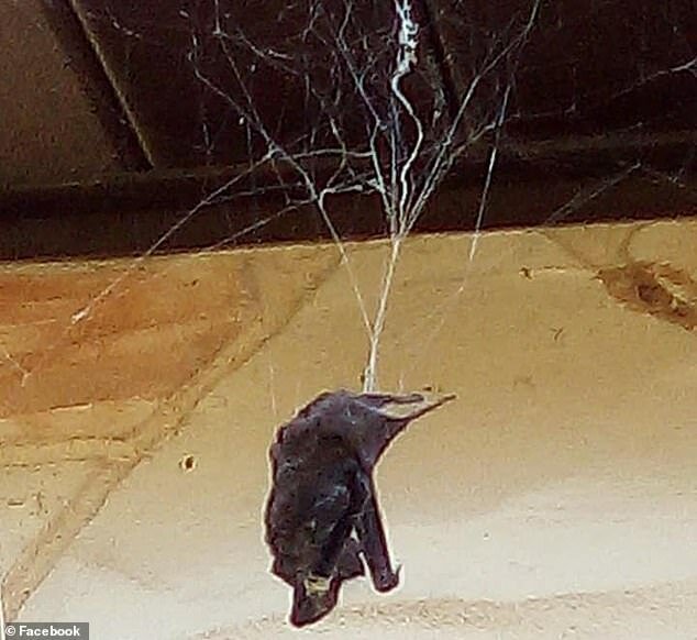 Гигантский паук поймал в свои сети летучую мышь (7 фото) Гигантский паук поймал в свои сети летучую мышь (7 фото)