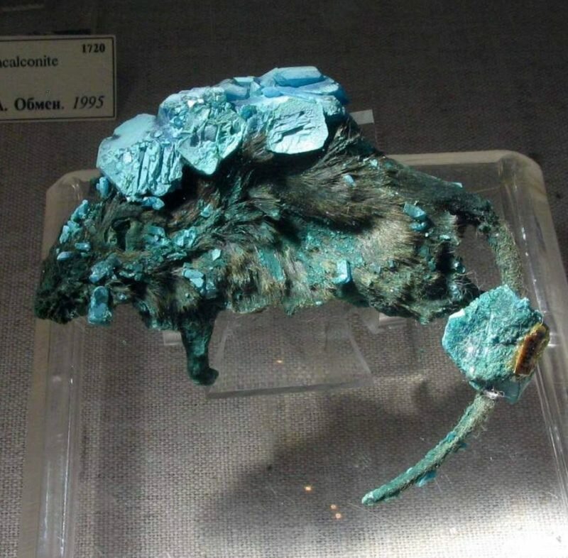 Каменные люди: фибродисплазия - история болезни (12 фото)