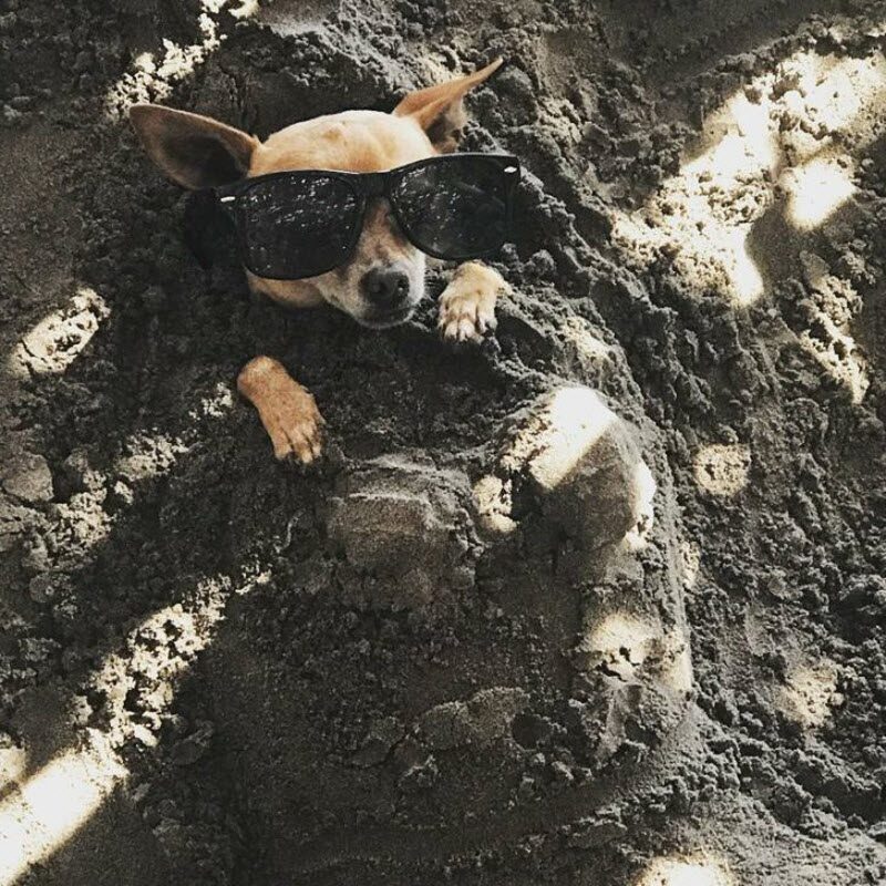 Развлечения на пляже (16 фото)