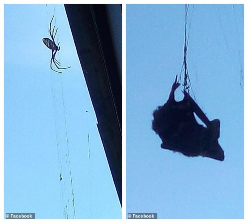 Гигантский паук поймал в свои сети летучую мышь (7 фото) Гигантский паук поймал в свои сети летучую мышь (7 фото)