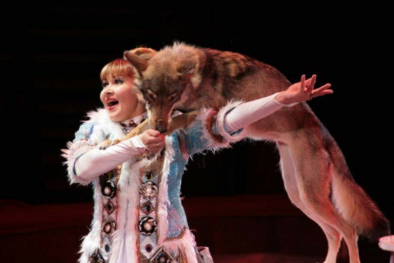 Почему волки не выступают в цирке? (4 фото)