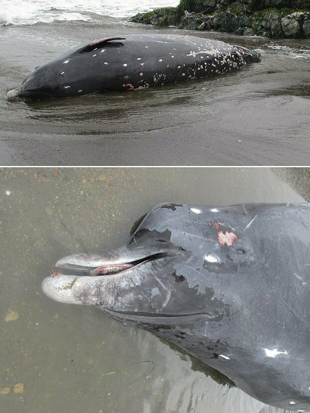 Японцы открыли новый вид китов (5 фото)