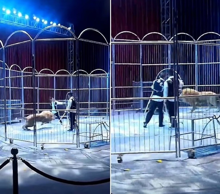 В Китае лев напал на дрессировщика во время выступления (4 фото + 3 видео) В Китае лев напал на дрессировщика во время выступления (4 фото + 3 видео)